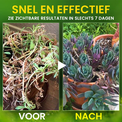 AEXZR® 2-in-1 Vita Enzyme Formule